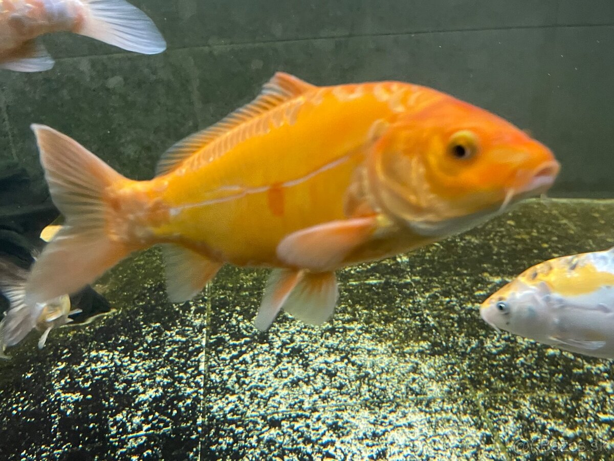 KOI kapor