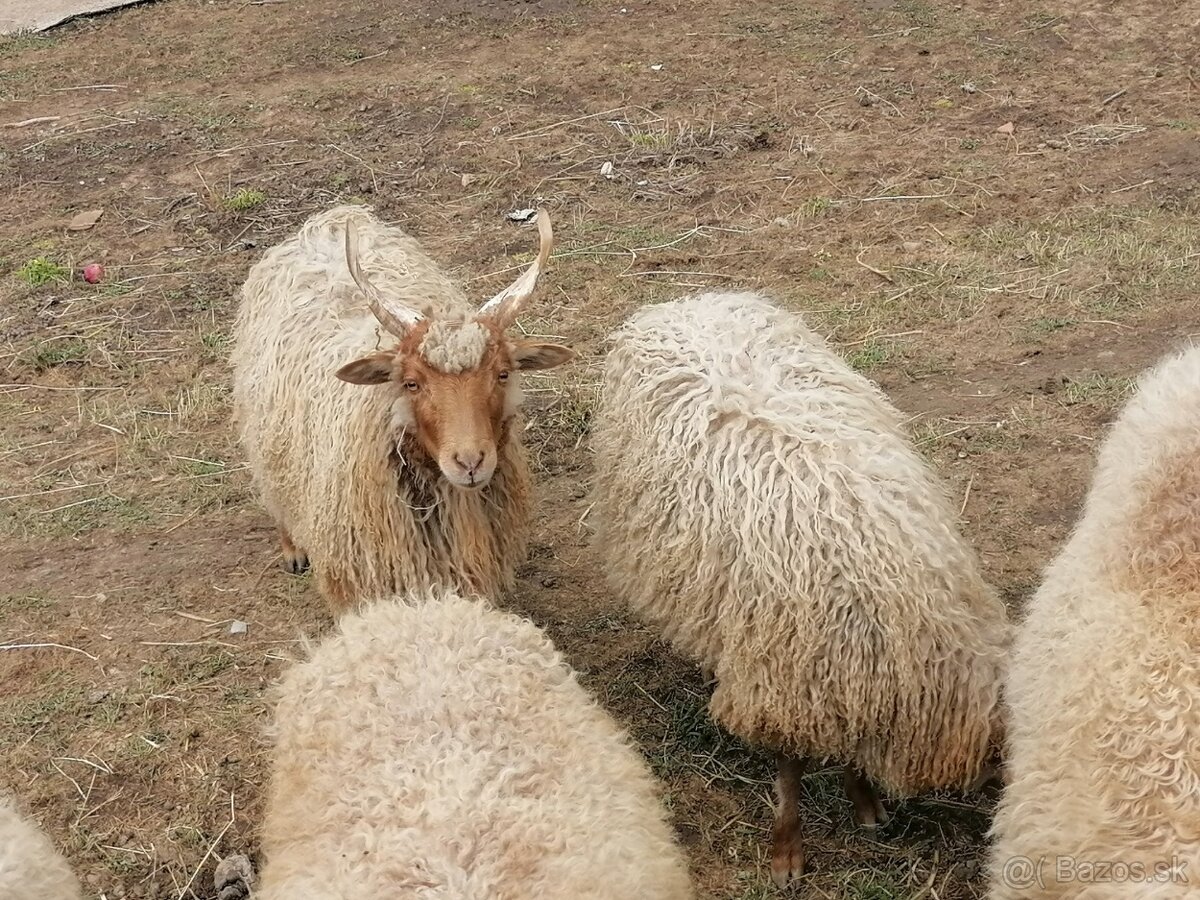Na predaj ovce (racka)