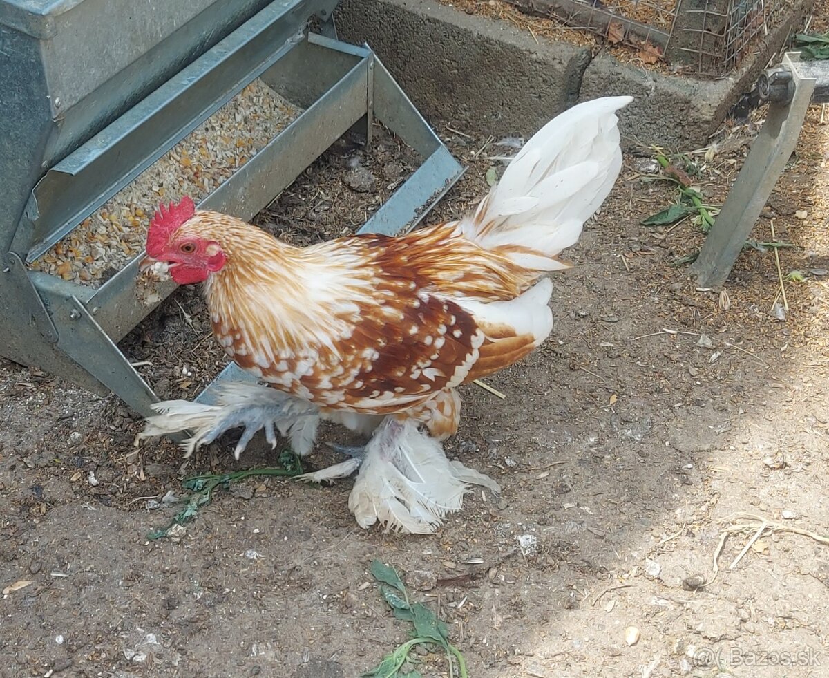 Predam milflerka