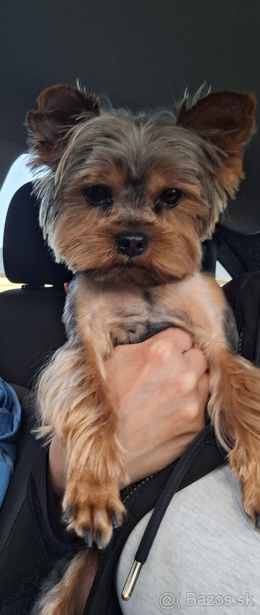 Yorkshire Terrier mini