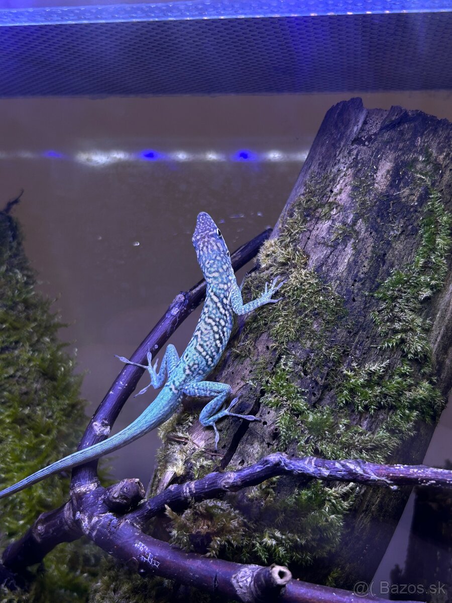 Anolis Roquet le Diamant