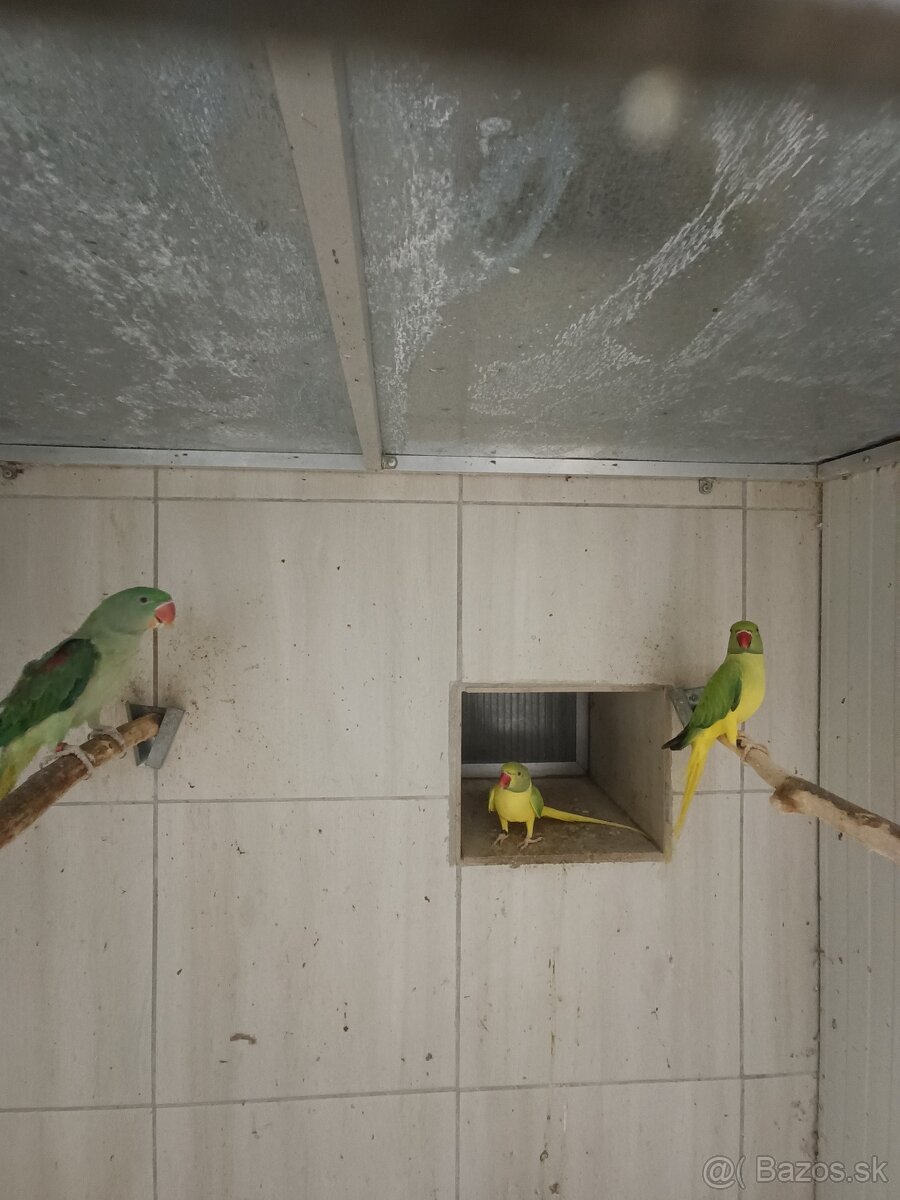 Alexander maly zeleny hlava chvost opalin