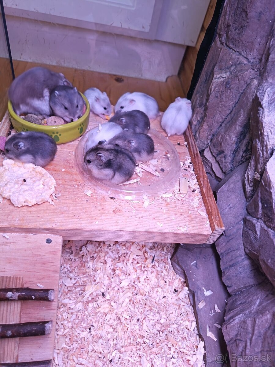 Džungarské škrečky