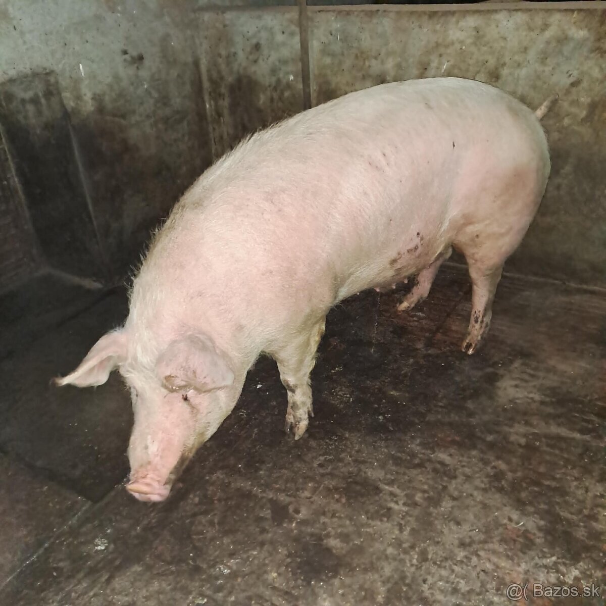 Predám jatočné ošipané cena 2,20€