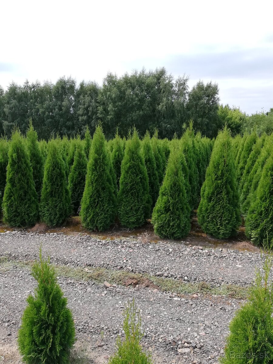 Tuja Smaragd na živý plot (dovoz 30€ po celej SR)