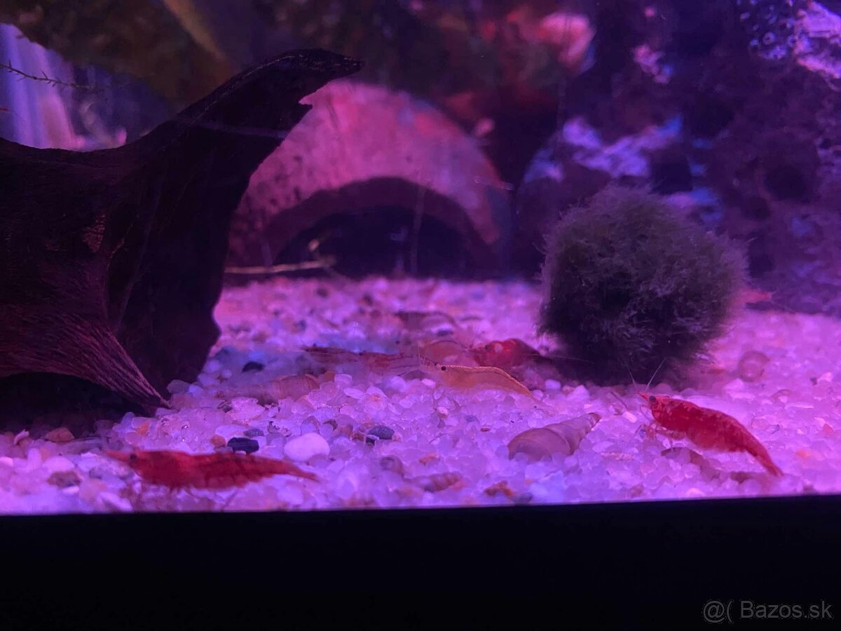 Krevetky neocaridina rôzne farby