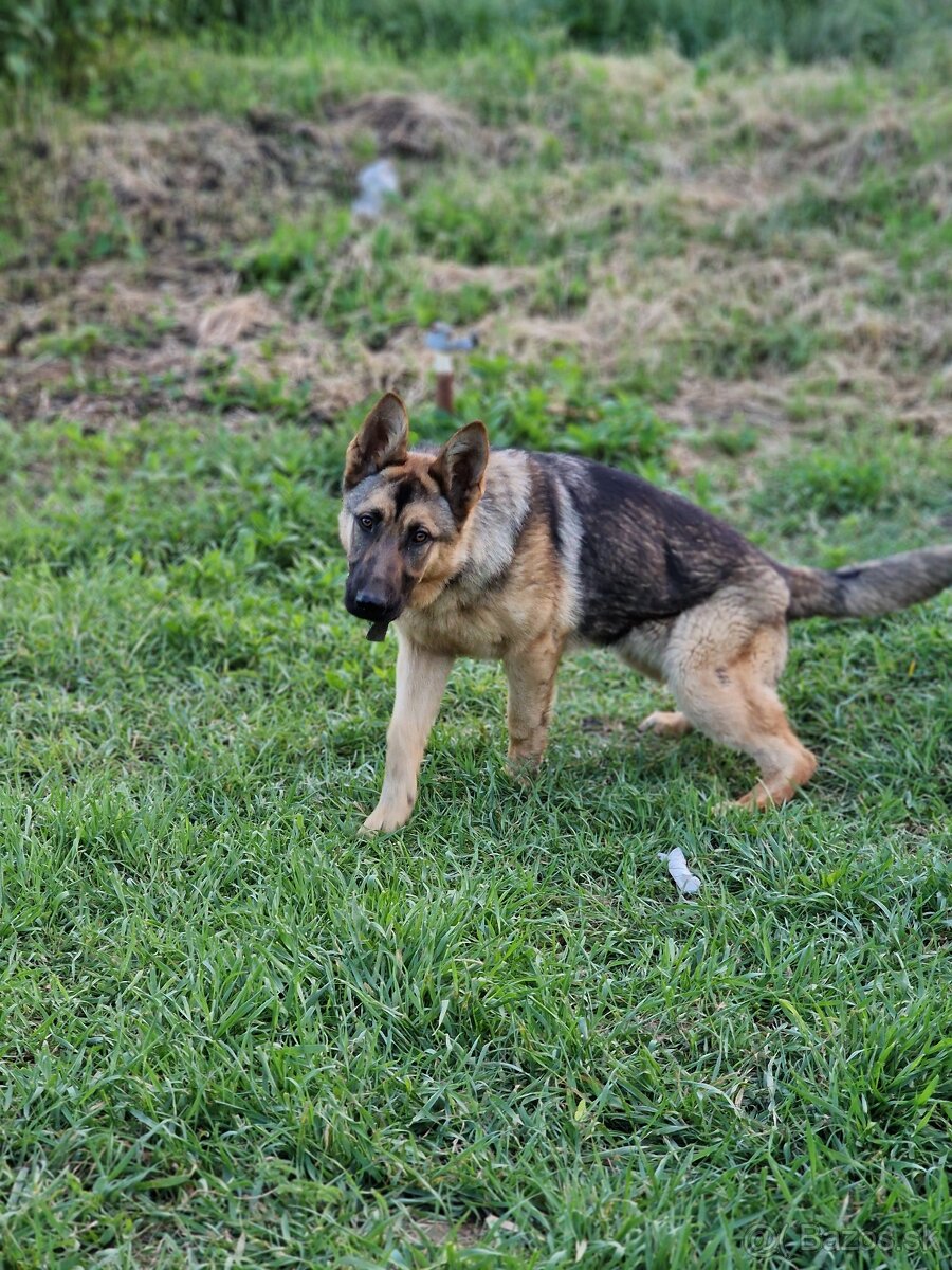 Nemecky Ovčiak