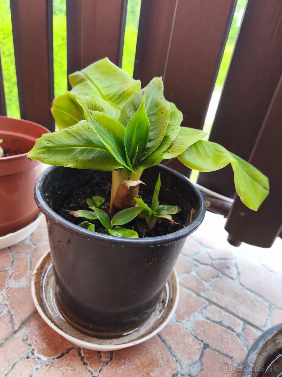 Bananovnik
