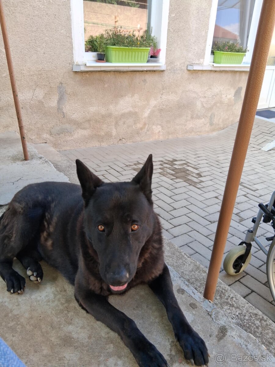 Darujem do dobrých rúk