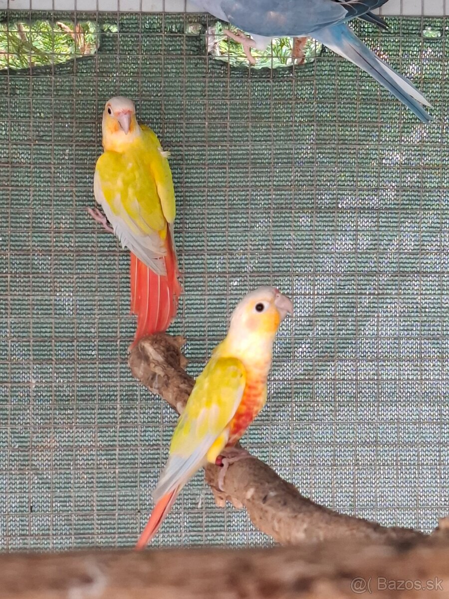 Pyrrhura
