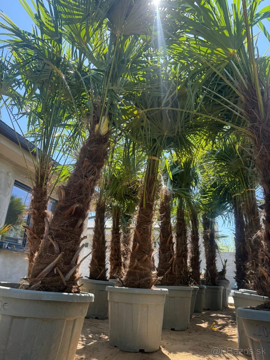 🌴Predám palmy Trachycarpus Fortune