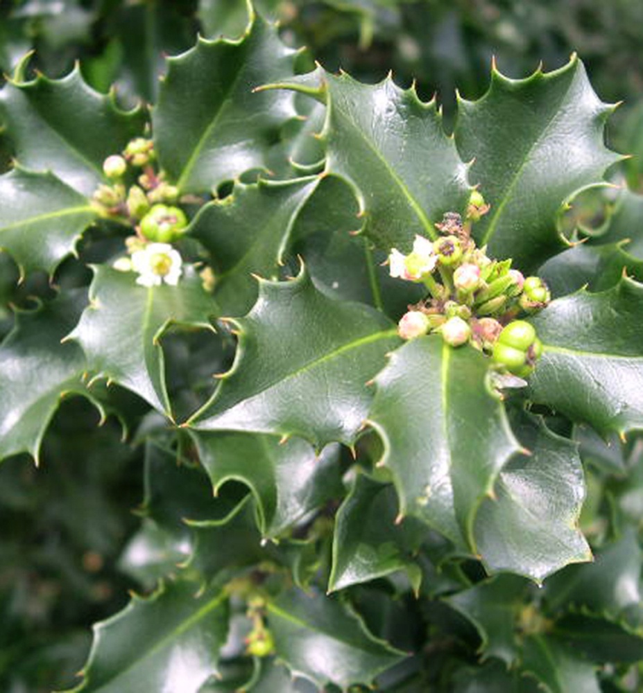 Ilex blue prince