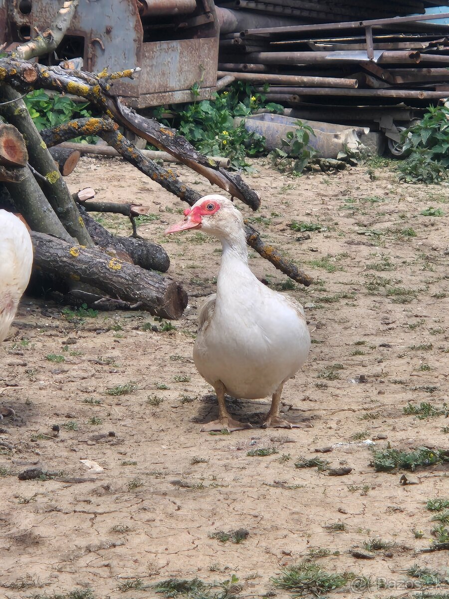 Čínska kačka