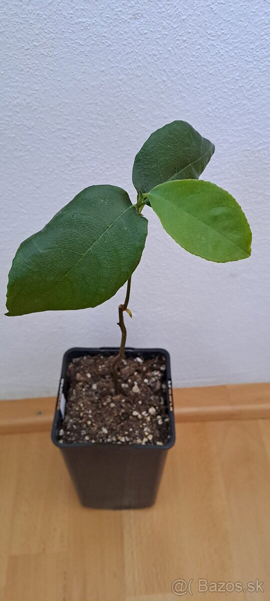 Jackfruit-Artocarpus heterophyllus