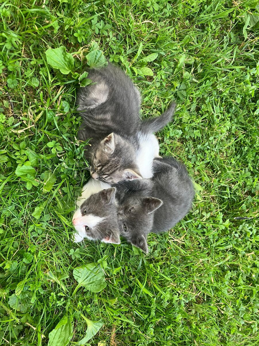 3 maciatka
