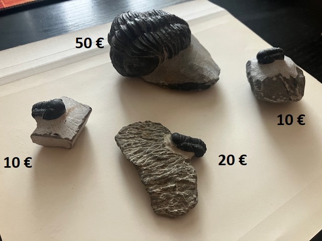 Fosília, skamenelina, trilobit - inzerát č.11