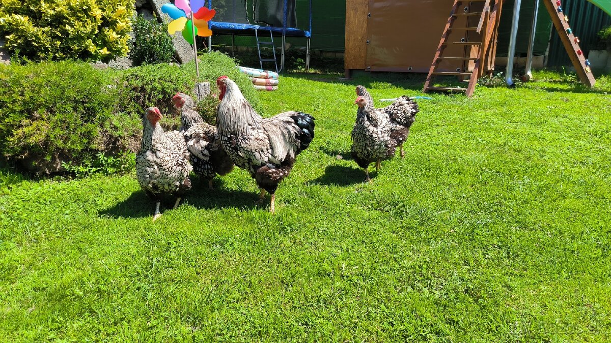 Kurčata/Kuriatka Wyandotka strieborná čierno lemovaná