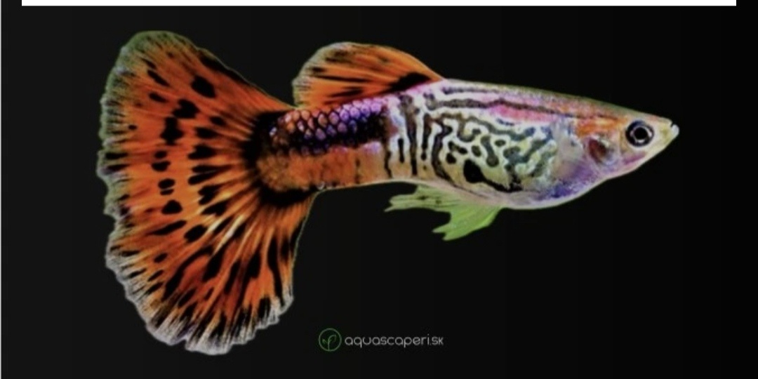 Gupka, Red Cobra
