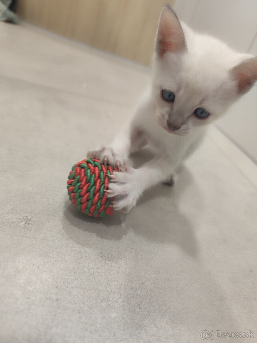 Siamské mačiatka na predaj (typ: Thai Ratana Eye Siami)