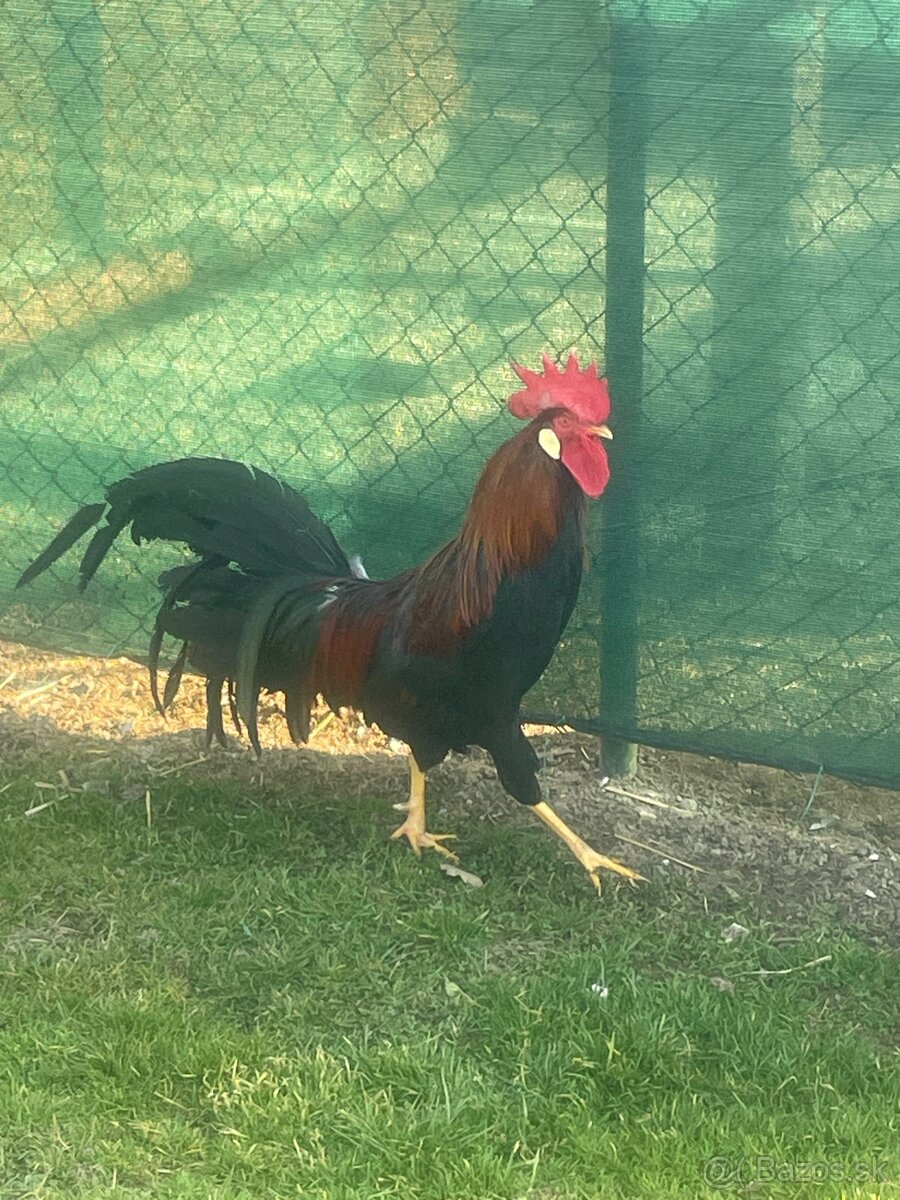 Vlaška jarabičia kohút