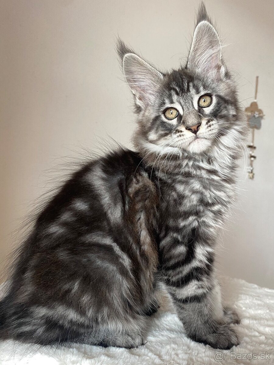 Mainská mývalia, Maine Coon , MCO s PP