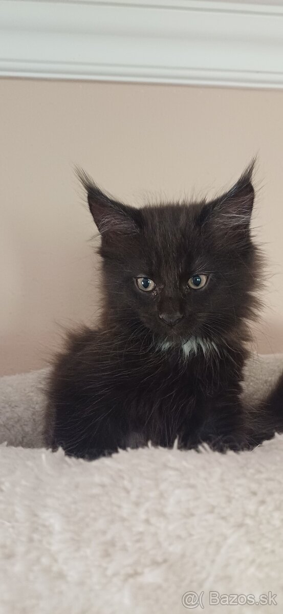 Mainska mývalia ,Maine Coon