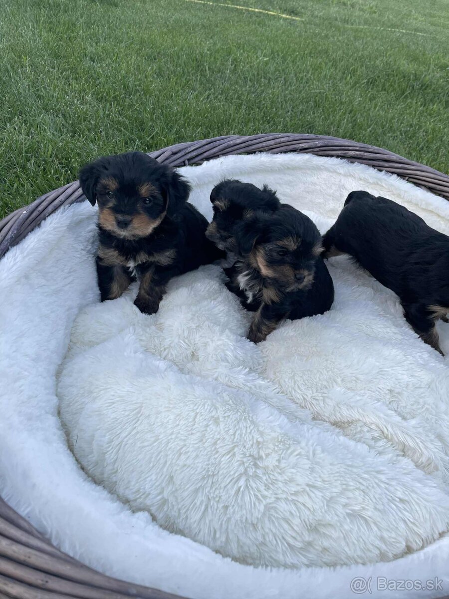 Yorkshire-mini