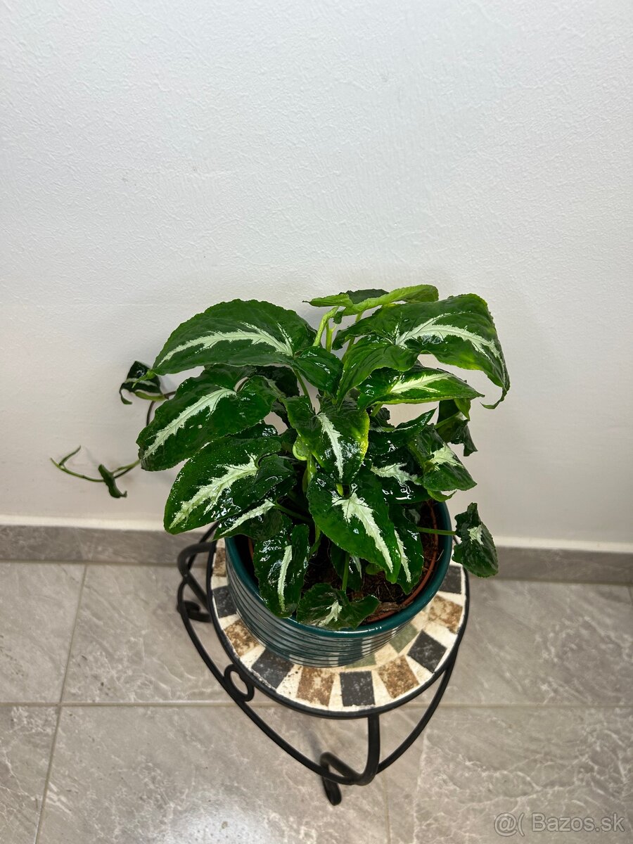 Syngonium Wendlandii