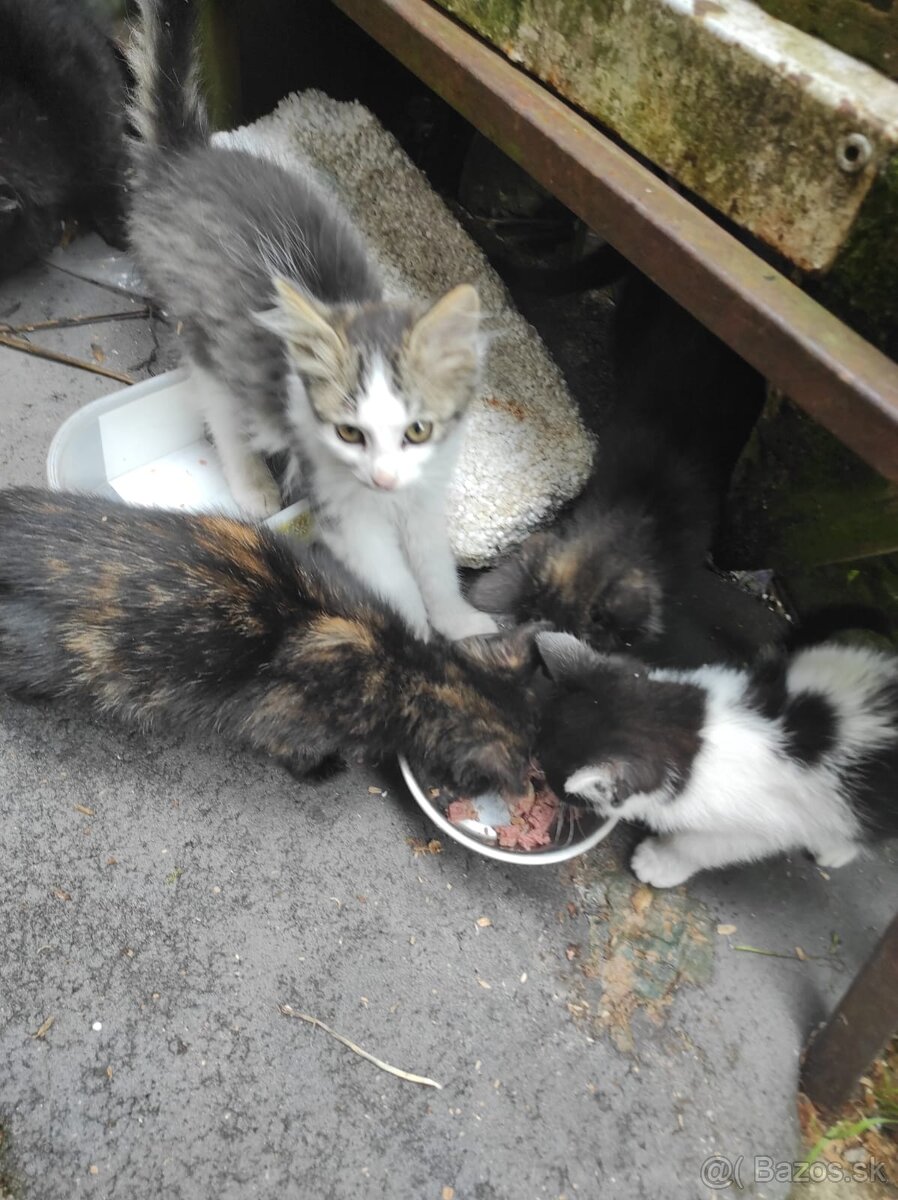 Darujeme mačiatka