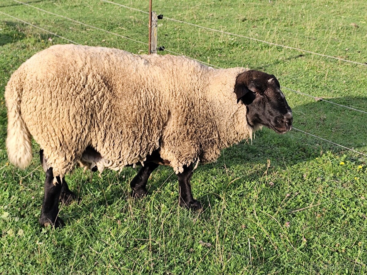Baran SUFFOLK