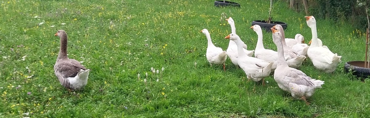 Na predaj Cholmogorské husi, husatá +pižmové a indické kačky