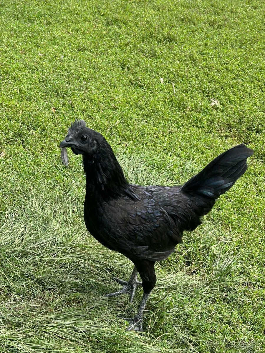 Predám Kohúty a sliepky AYAM CEMANI