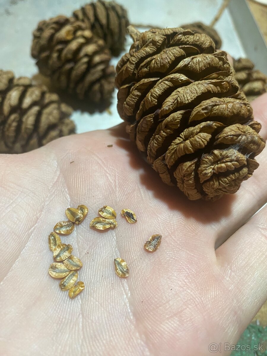 Sekvojovec Mamutí - semienka, šišky