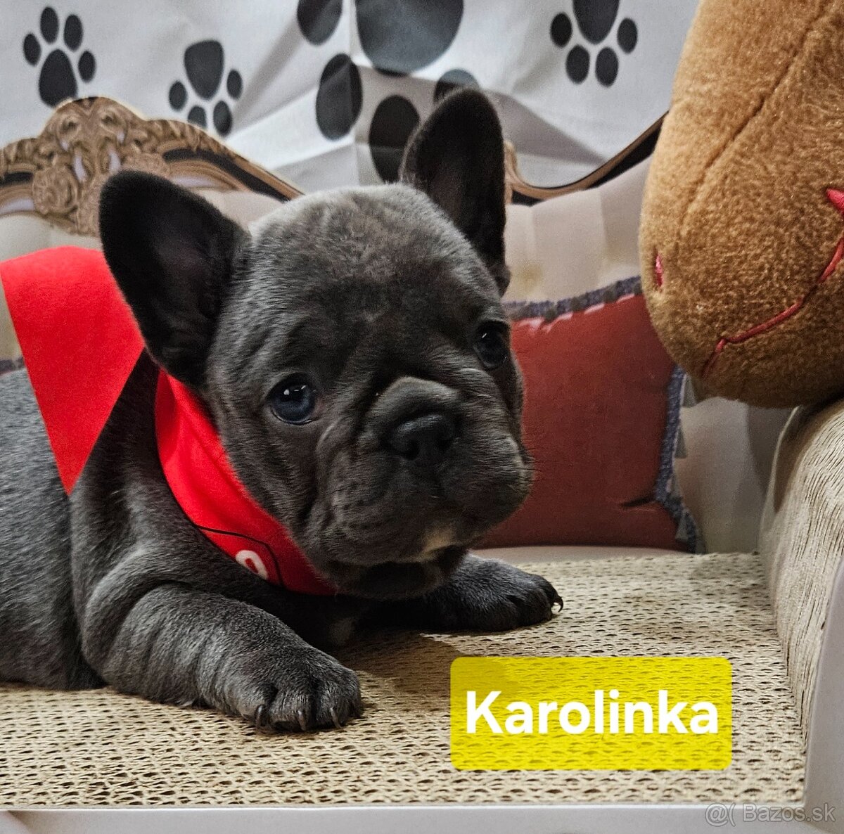 Francúzský buldoček