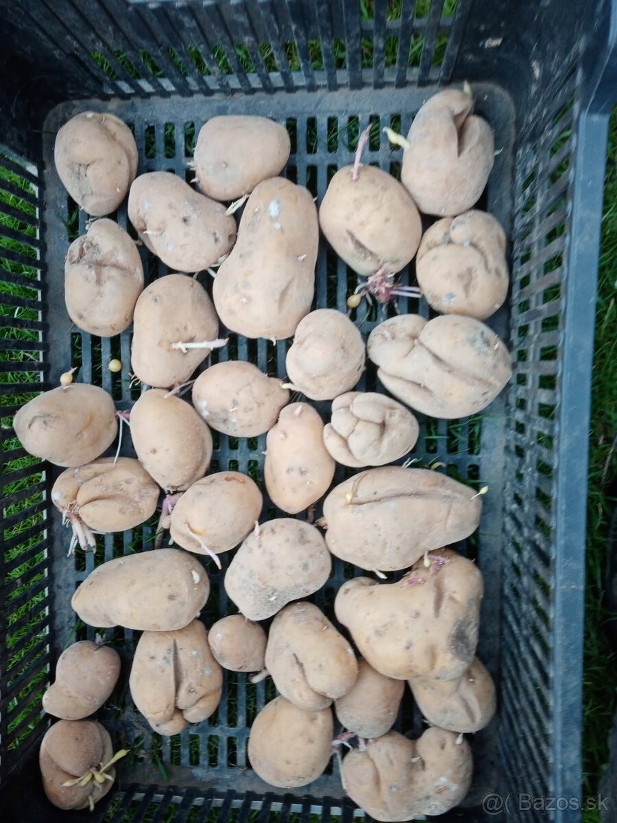 Zemiaky