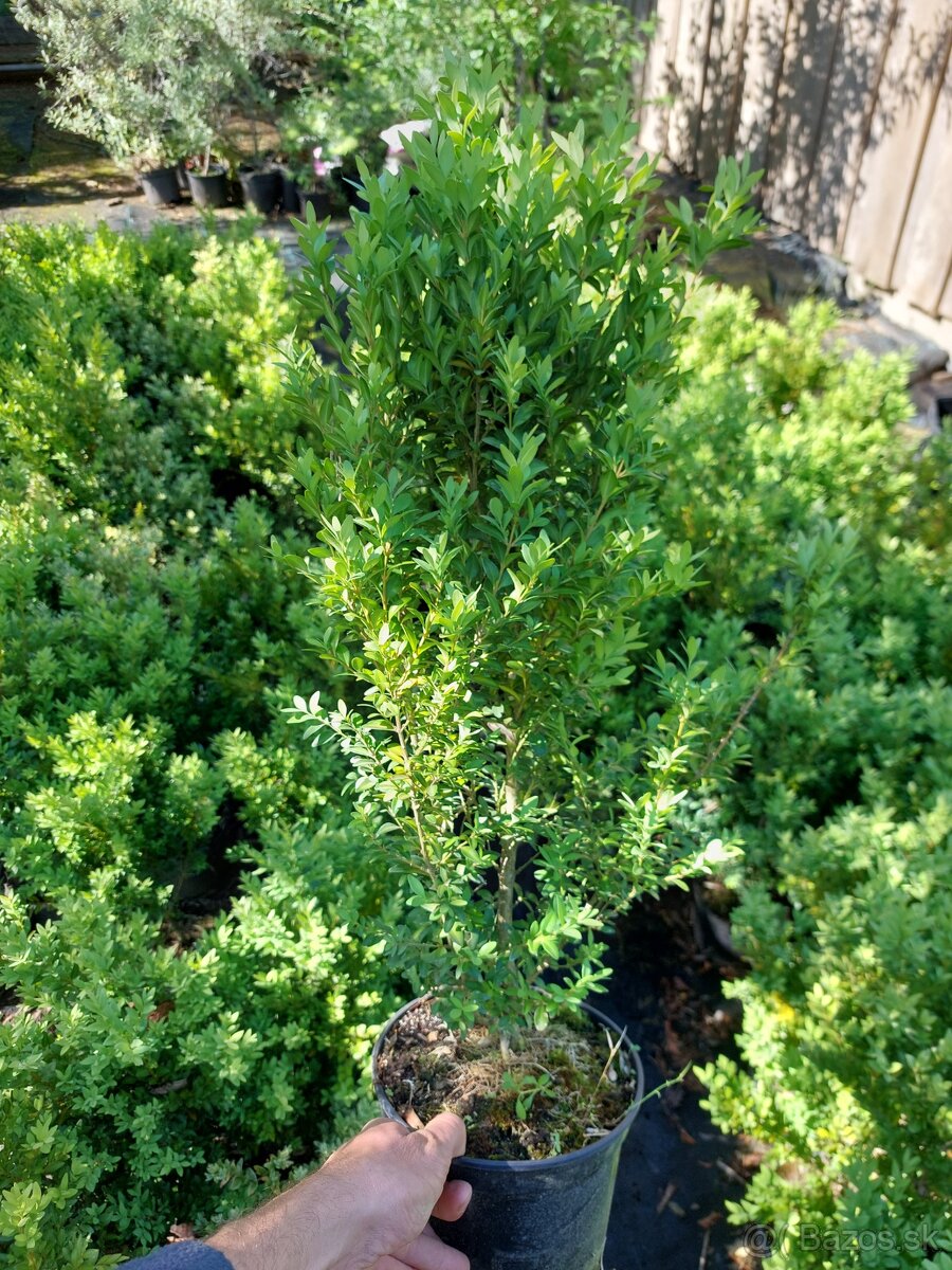 Krušpán vždyzelený (Buxus sempervirens)