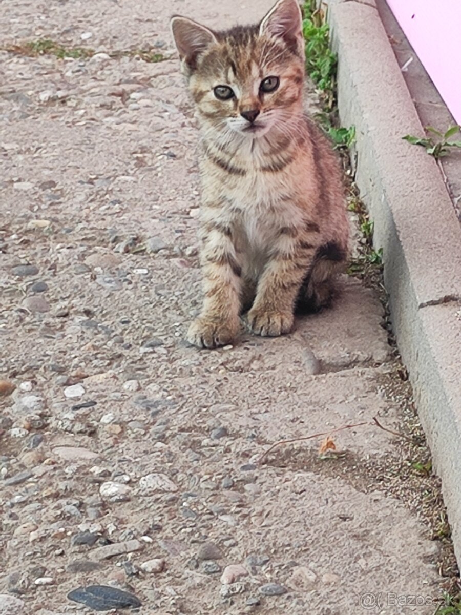 Darujem do dobrých ruk