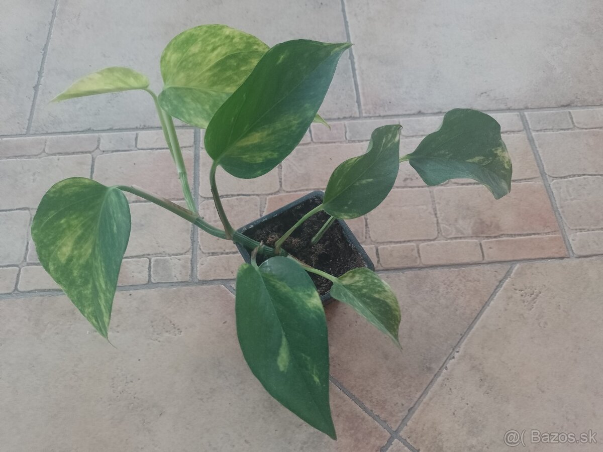Epiremnum Aureum 1ks/4€+posta