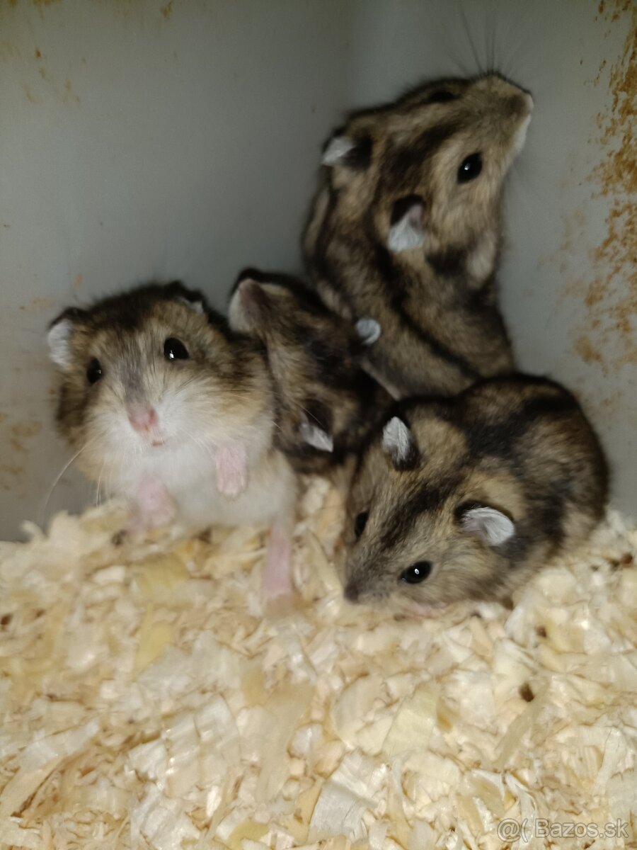 Džungársky škrečok