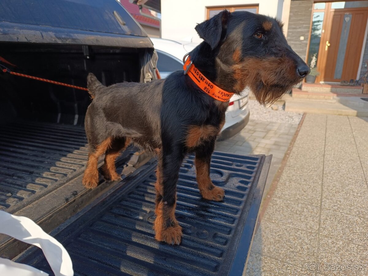 Predám chovnu suku Jagdterriera