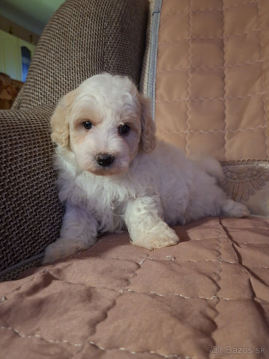 Maltipoo