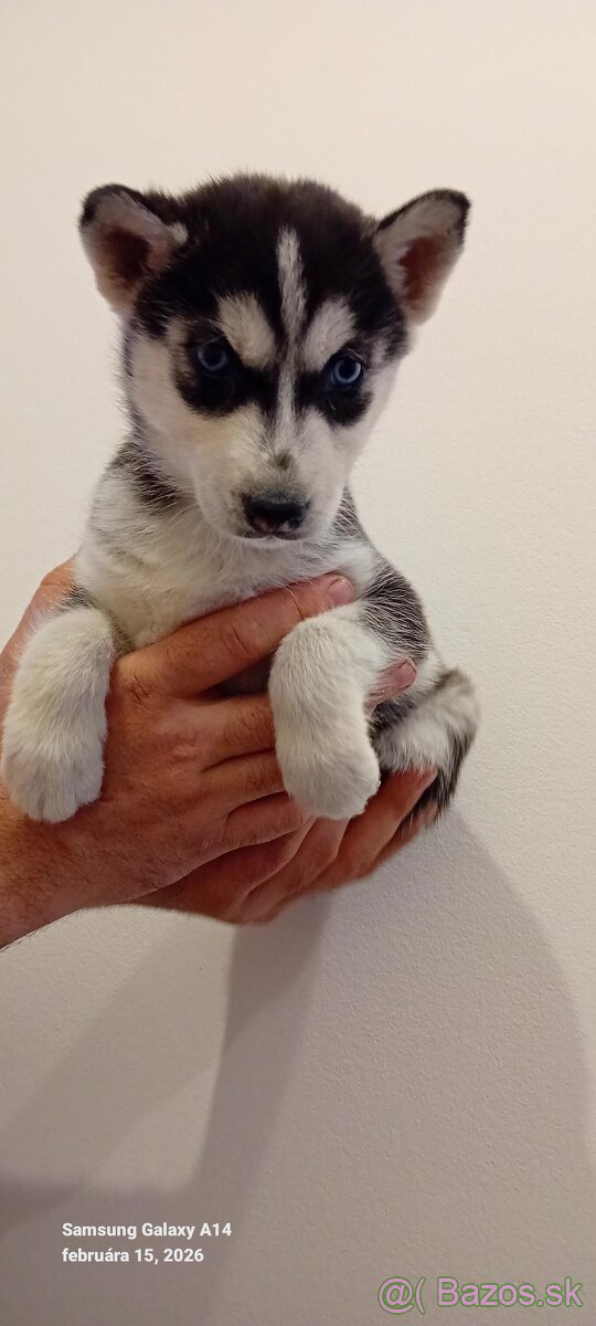 Sibirsky husky šteniatko fenka