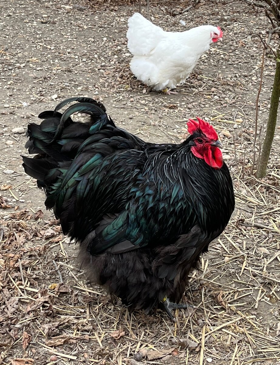 Orpingtonka