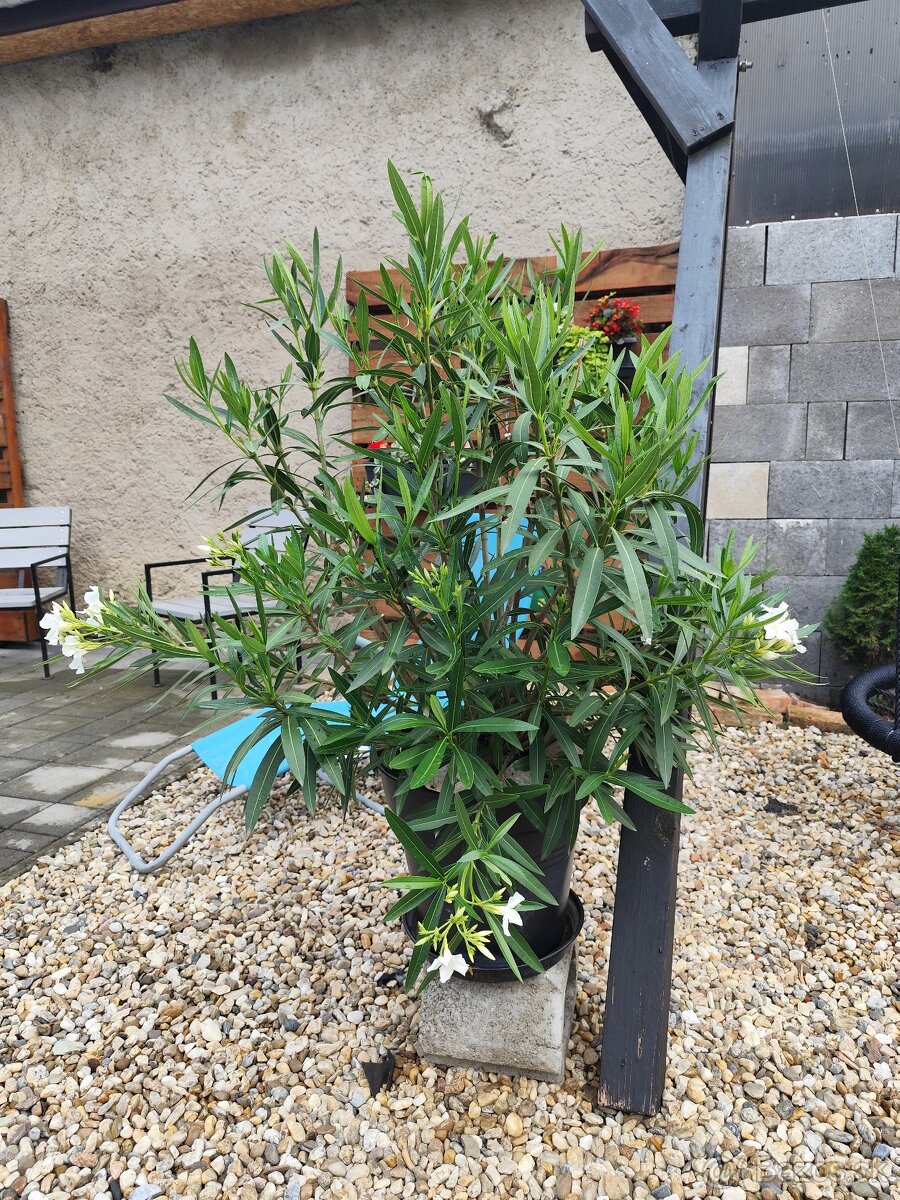 Oleander