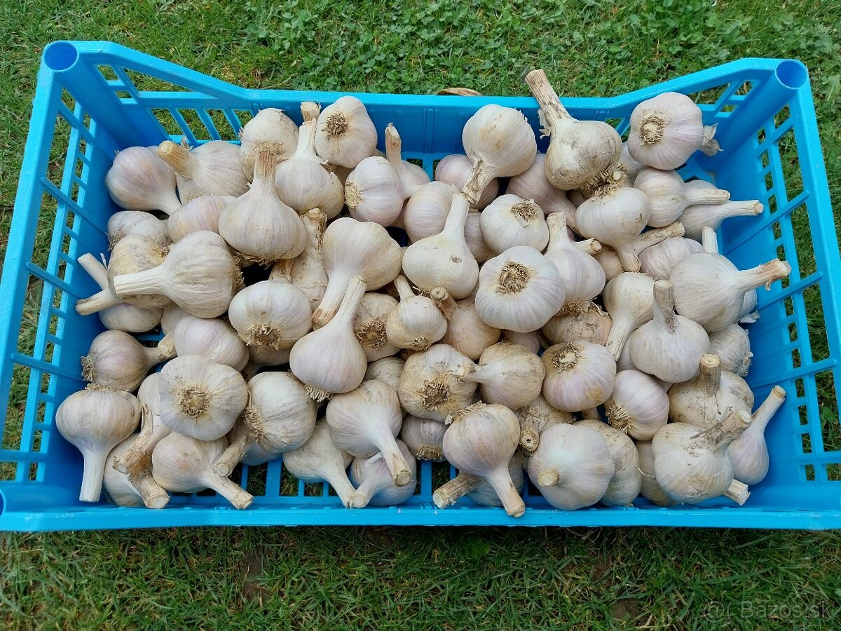 Cesnak