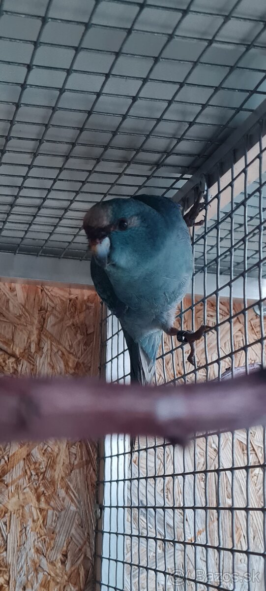 Rozely a iné