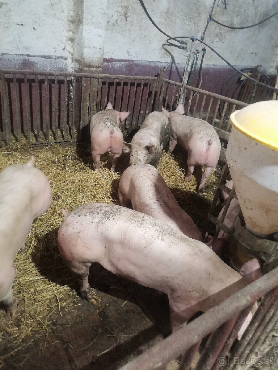 Predám ošípané cca 90kg