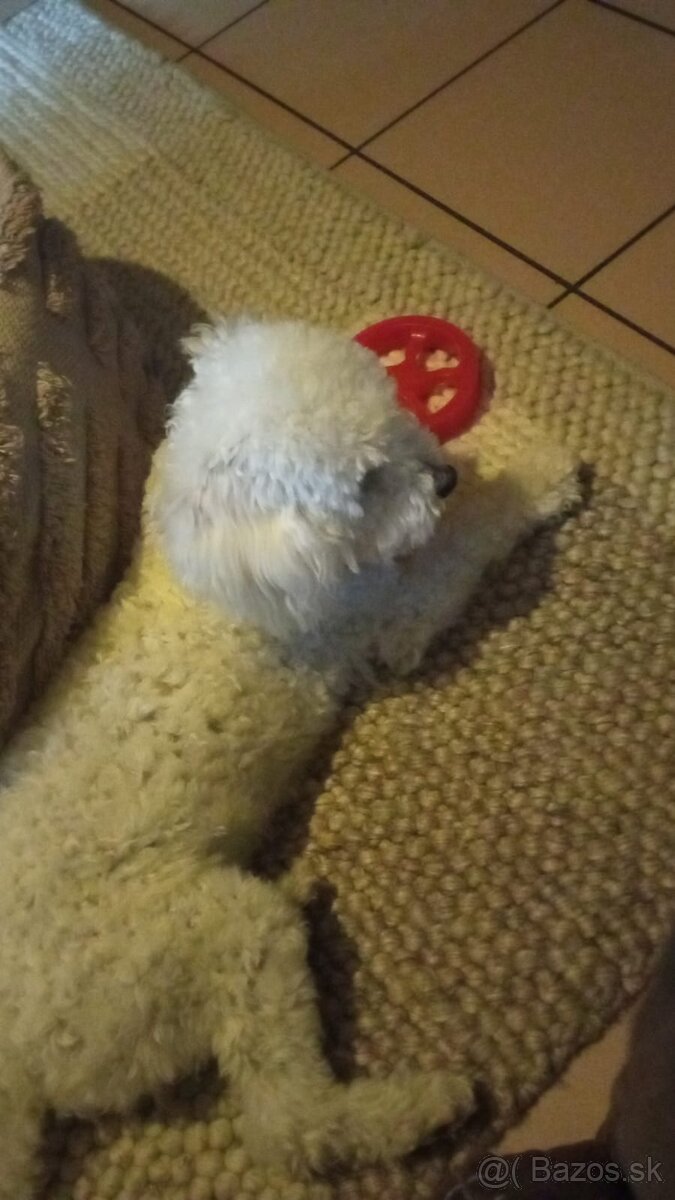 Trpaslíčí/toy pudel
