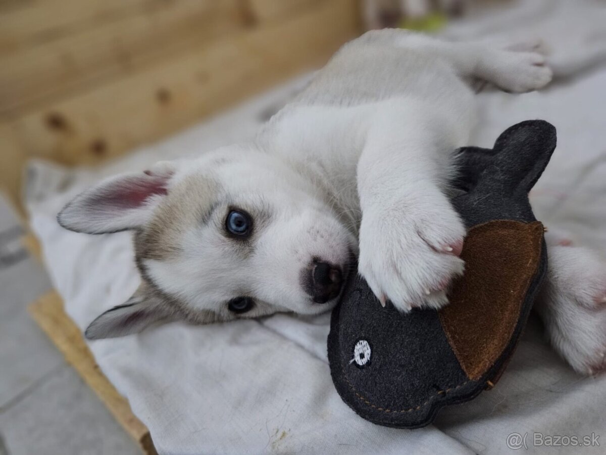 Šteniatka Husky s PP