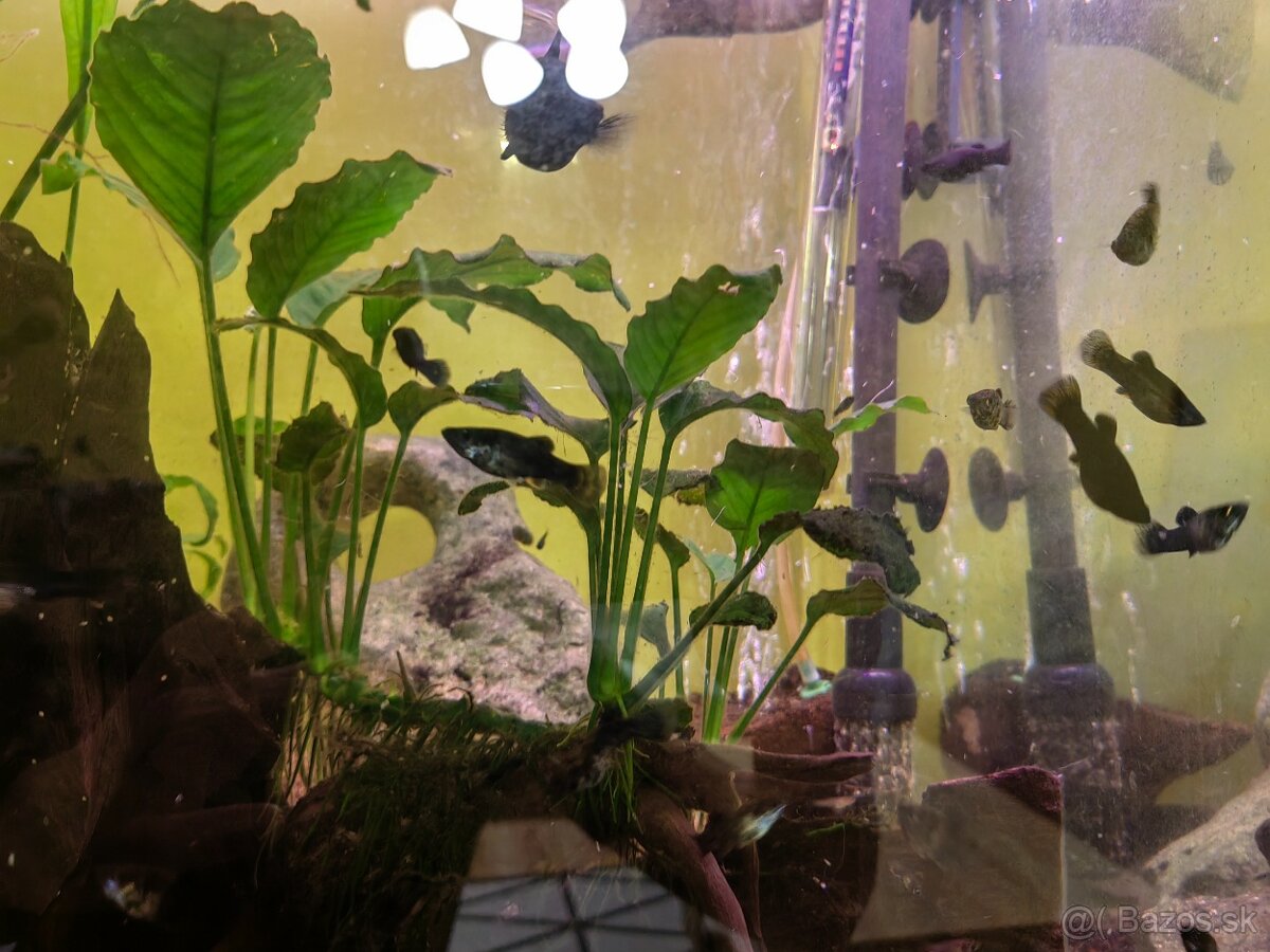 Black molly, Poecilia sphenops, Molynézie čierne